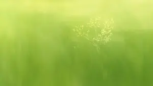 a flower with very soft green meadow background