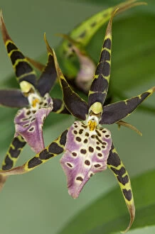 Spermatophyte Gallery: Flower of tropical orchid Spotted Brassia -Brassia maculata-