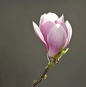 Images Dated 18th April 2010: Flower of the Tulip Magnolia -Magnolia x soulangeana-, Amabilis cultivar