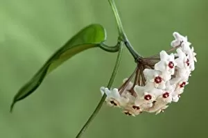 Images Dated 9th July 2011: Flower umbel of a Wax Plant -Hoya carnosa-