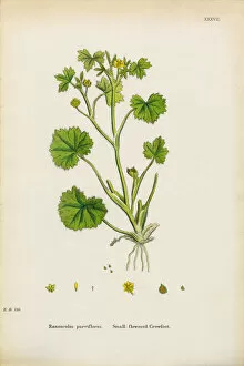 Images Dated 6th January 2017: Flowered Crowfoot, Ranunculus parviflorus, Victorian Botanical Illustration, 1863