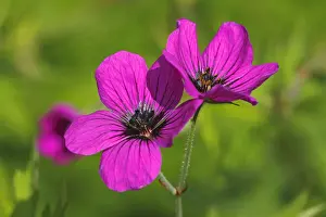 Spermatophyte Prints: Flowering Armenian Cranesbill -Geranium psilostemon, Geranium armenum-