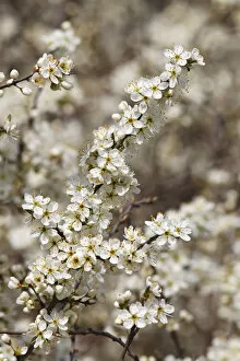 Images Dated 20th April 2012: Flowering Blackthorn or Sloe -Prunus spinosa-