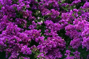 Magenta Prints: Flowering Bougainville or Paperflower -Bougainvillea glabra-