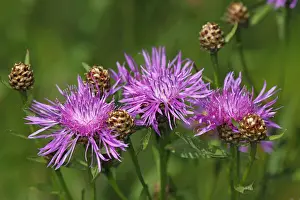 Flowering Brown Knapweed or Brownray Knapweed -Centaurea jacea-
