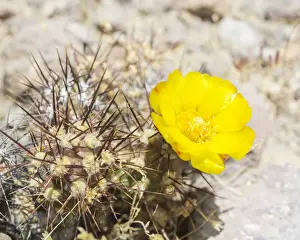 Flowering cactus, Arica y Parinacota Region, Chile