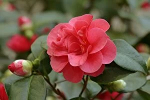 Images Dated 5th February 2010: Flowering Camellia -Camellia japonica- of the variety Lady Campbell