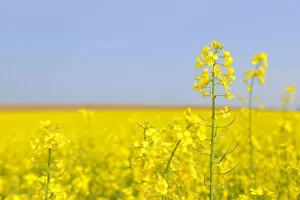 Images Dated 21st April 2011: Flowering canola field -Brassica napus-