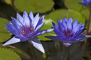 Lilac Prints: Flowering Cape Blue Water Lilies -Nymphaea capensis-, Bavaria, Germany