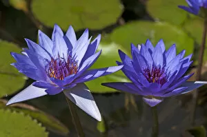 Nymphaea Gallery: Flowering Cape Blue Water Lilies -Nymphaea capensis-, Bavaria, Germany