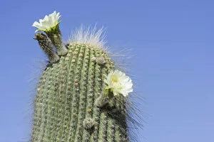 Images Dated 4th November 2012: A flowering Cardon cactus -Echinopsis atacamensis-, Tilcara, Jujuy Province, Argentina