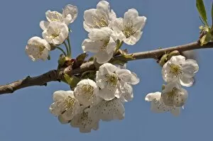 Flowering Cherry -Prunus avium-, peduncle, Untergroningen, Abtsgmuend, Baden-Wurttemberg, Germany