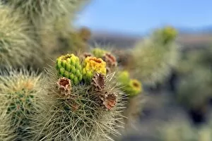 Images Dated 2nd September 2012: Flowering Cholla Cactus, Cholla Cactus Garden, Joshua Tree National Park, Desert Center