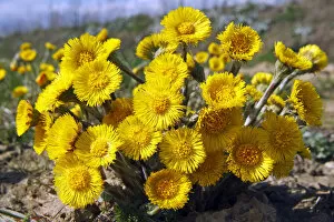 Daisy Family Gallery: Flowering coltsfoot foalfoot -Tussilago farfara- medicinal plant