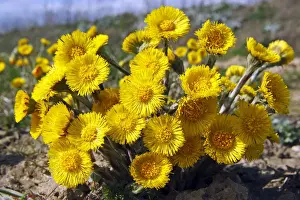 Medium Group Of Objects Prints: Flowering coltsfoot foalfoot -Tussilago farfara- medicinal plant
