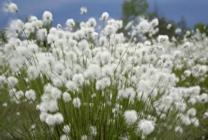 Images Dated 19th April 2011: Flowering cotton grass -Eriophorum-, Koller Filze bog, Nicklheim, Bavaria, Germany, Europe