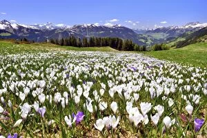 Iris Family Gallery: Flowering crocus meadow near Les Diablerets with views of the Dents du Midi, Cornette de Bise