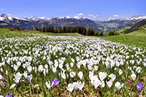 Crocus Prints: Flowering crocus meadow near Les Diablerets with views of the Dents du Midi