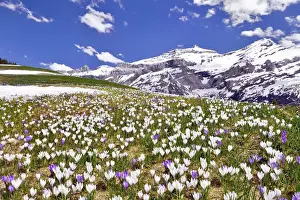 Crocus Prints: Flowering Crocus meadow near Les Diablerets with views of Oldenhorn