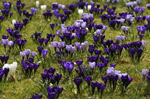 Iris Family Gallery: Flowering crocuses -Crocus- on a lawn in Erlangen city park, Erlangen, Middle Franconia, Bavaria