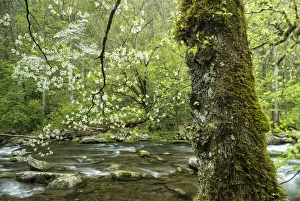 Smokes Prints: A flowering dogwood (Cornus Florida) overhangs the gentle flow of Middle Prong of the Little River near Tremont