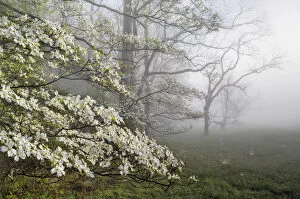Images Dated 23rd April 2014: Flowering Dogwoods (Cornus florida) on a misty morning in Cades Cove