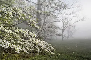 Smokes Prints: Flowering Dogwoods (Cornus florida) on a misty morning in Cades Cove