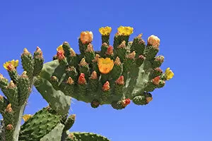 Images Dated 4th May 2010: Flowering and fruiting Prickly pear -Opuntia ficus-indica-, opuntia, Indian figs