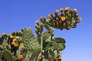Images Dated 4th May 2010: Flowering and fruiting Prickly pear -Opuntia ficus-indica-, opuntia, Indian figs