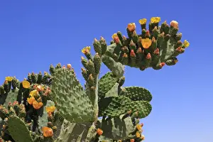 Succulent Plant Prints: Flowering and fruiting Prickly pear -Opuntia ficus-indica-, opuntia, Indian figs
