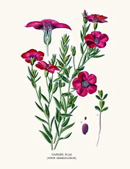 Houseplant Prints: Flowering garden flax