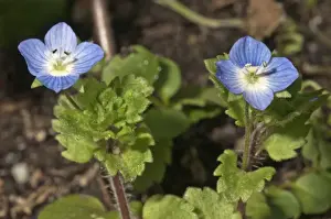 Flowering Germander Speedwell or Bird s-eye Speedwell -Veronica chamaedrys-, Untergroningen, Abtsgmuend, Baden-Wurttemberg, Germany