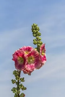 Flowering Hollyhock -Alcea rosea-, Bavaria, Germany