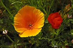 Flowering Iceland poppies -Papaver nudicaule- with rain drops