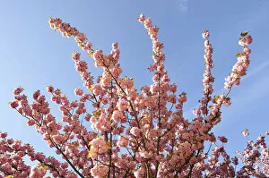 Flowering Japanese cherry -Prunus serrulata-, France, Europe