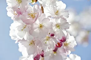 Images Dated 25th March 2011: Flowering Japanese Cherry Tree -Prunus serrulata-