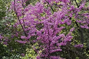 Deciduous Tree Collection: Flowering Judas Tree -Cercis siliquastrum-, Dilek National Park, Kusadasi, Aydin province