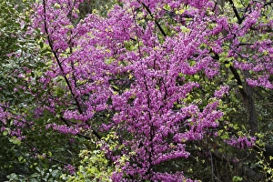 Images Dated 8th April 2013: Flowering Judas Tree -Cercis siliquastrum-, Dilek National Park, Kusadasi, Aydin province