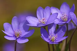 Flowering Kidneywort Liverwort Liverleaf Pennywort Common Hepatica -Hepatica nobilis- -Anemone hepatica- protected species medicinal plant