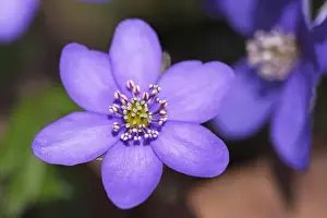 Flowering Kidneywort Liverwort Liverleaf Pennywort Common Hepatica -Hepatica nobilis- -Anemone hepatica- protected species medicinal plant