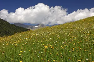 Flowering meadow, alpine grasslands in the spring, Bernese Oberland, Switzerland, Europe