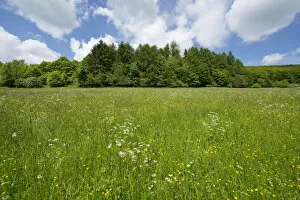 Images Dated 5th June 2013: Flowering meadow, Thuringia, Germany