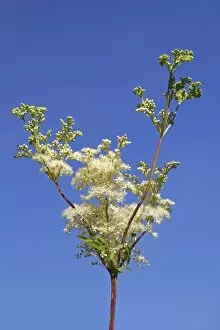 Flowering Meadowsweet, Mead wort -Filipendula ulmaria-, wild plant, wetland plant