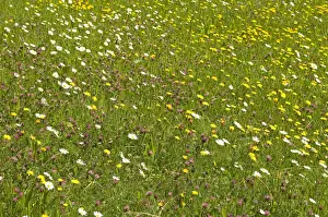 Spring Time Prints: Flowering mountain meadow in spring