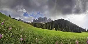 Flowering mountain pasture after a thunderstorm at Zanser Alm alp with the Geisler Group, Odle Mountains