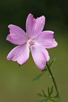 Images Dated 16th July 2012: Flowering Musk-Mallow -Malva moschata-, medicinal plant