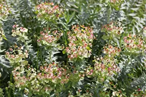 Turkiye Prints: Flowering Myrtle Spurge -Euphorbia myrsinites