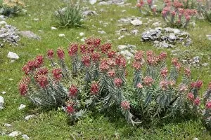 Travel with Martin Siepmann Gallery: Flowering Myrtle Spurge -Euphorbia myrsinites-, Dilek National Park, Kusadasi, Aydin province