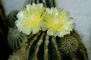 Images Dated 1st October 2014: Flowering Notocactus -Notocactus spec-