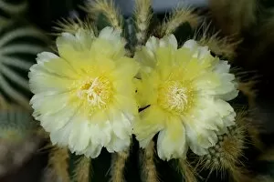 Images Dated 1st October 2014: Flowering Notocactus -Notocactus spec-